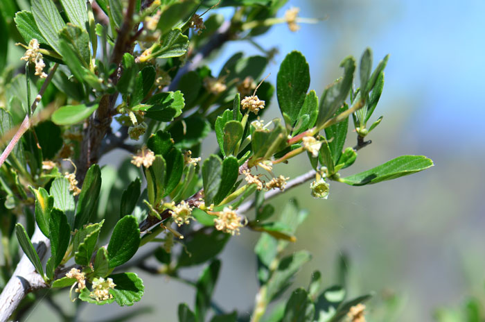 Cercocarpus montanus, Mountain Mahogany